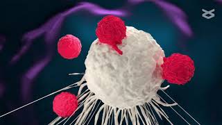 Tyrosine 192 of p56Lck regulates T cell activation independently of LckCD45 interactions