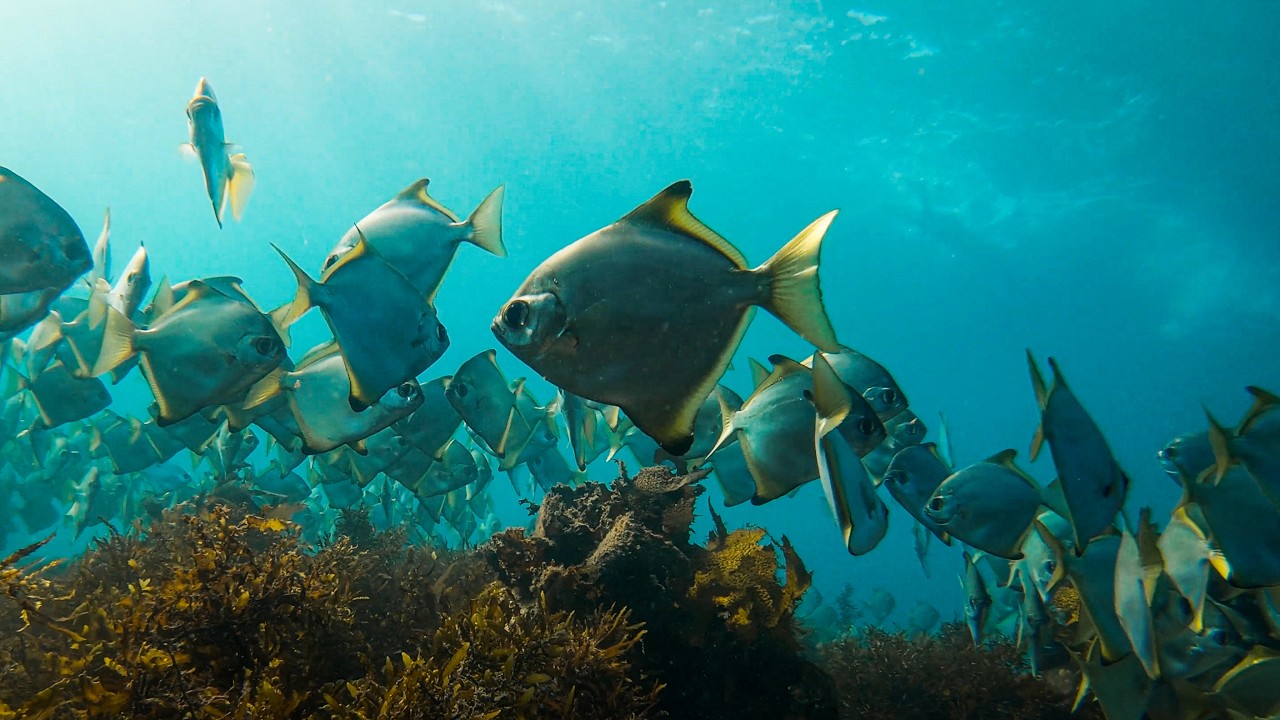 A shimmering school of silver batfish over the reef at Cabbage Tree Bay, Sydney