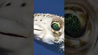 Would you risk eating this? Deadly fugu #gopro #ocean #calmwhale #dolphin #reeflife #travel