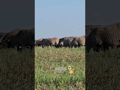 Видео: Продуктивно животно: определение, видове, породи