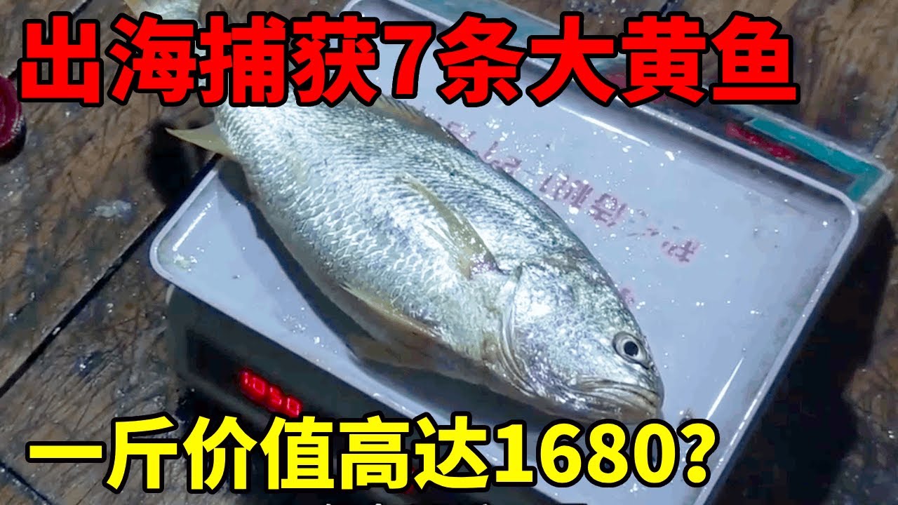 出海捕获7条大黄鱼！其中一条两斤重！这下发财啦