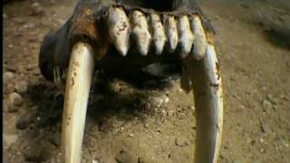 8of10-Ice Age Columbus-Who Where The First Americans