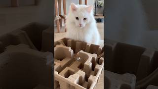 Viljamin pulma🥜👀