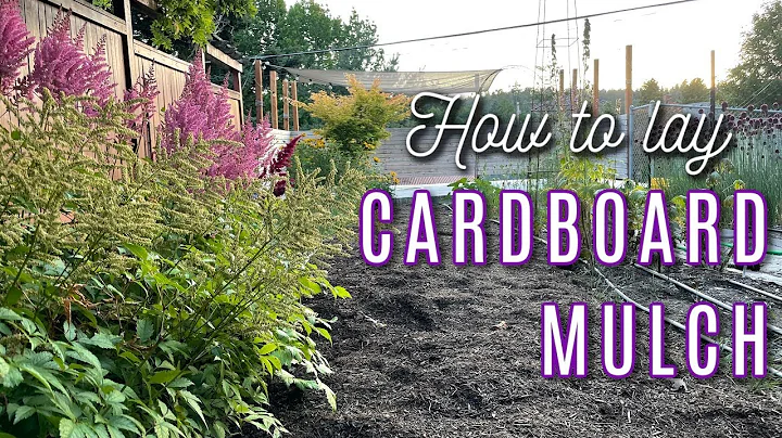 How to Install Cardboard Mulch - Easy Tips and Tricks! 📦
