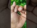 It is the Smaller shiny jewel beetle part2#beautifulinsects #nature#anyuniqueanimals#insects