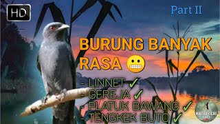 MASTERAN SRIGUNTING ISIAN LINNET, GEREJA, TENGKEK BUTO, PLATUK BAWANG. #SRIGUNTING