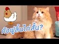 Theycallmemeaow | กังฟูลิ้นไก่สั้น?