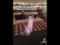 Christmas Eve (Cat Version)