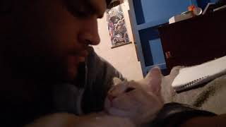 Cat appreciation