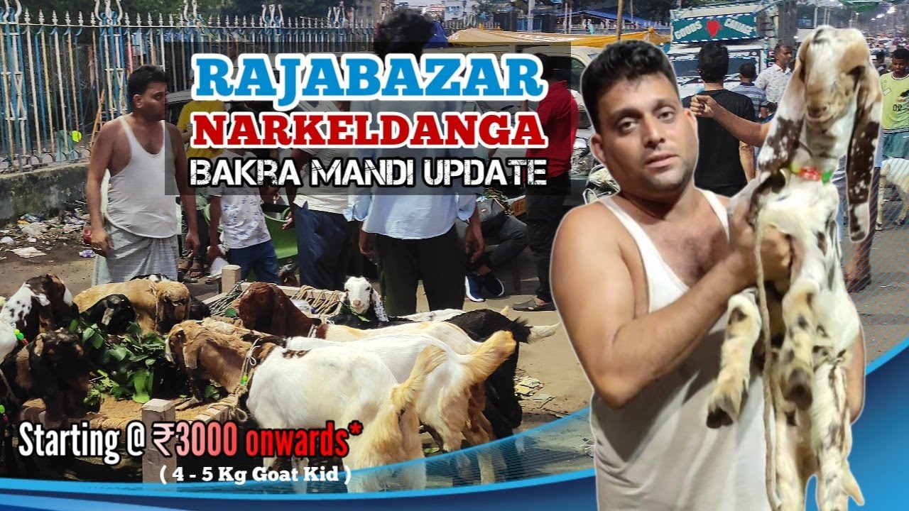 Baby goat starting @ ₹3000 onwards* | Rajabazar Narkeldanga Bakra Mandi Update | Kolkata goat market