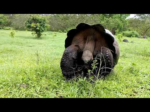 Sexo entre Tortugas Gigantes de Galápagos.  En su hábitat natural.