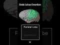 Brain Lobes Overview