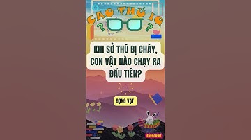 Câu Đố Vui Nhộn: Thử Thách Tư Duy Logic Của Bạn p55 | Cao Thủ IQ #caudovui  #dovui  #quiz #giaitri
