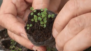 Порядки на грядке. Тётя Таня о выращивании земляники