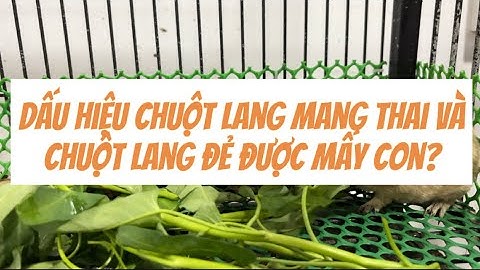 DẤU HIỆU CHUỘT LANG ĐANG MANG THAI