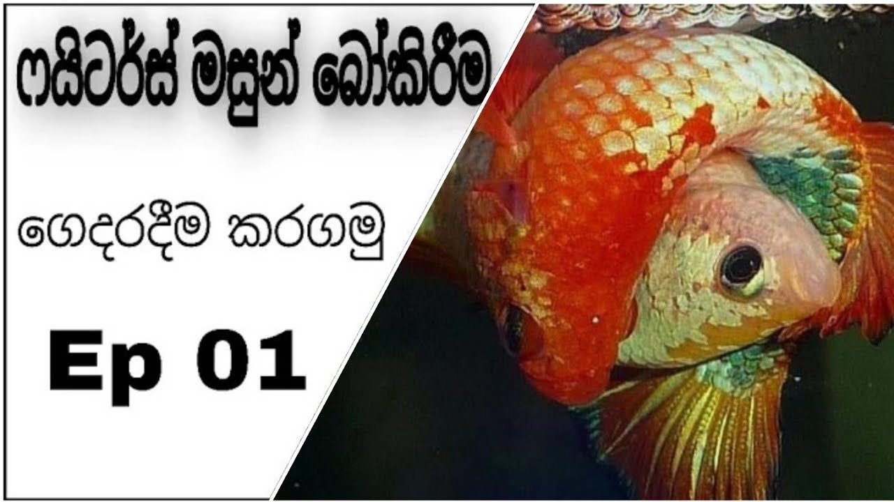 Fighters ( Betta ) fish breeding (sinhala) Ep 01