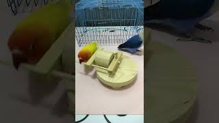 Birds Have Lovely Talents, They Can Perform. #Cute #Funny #Smart #Parrot