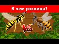 Пчела и Оса - В ЧЕМ РАЗНИЦА??? - Факты про пчел