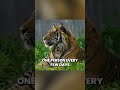 Unbelievable Trick to Outsmart a Tiger! | Curio-City
