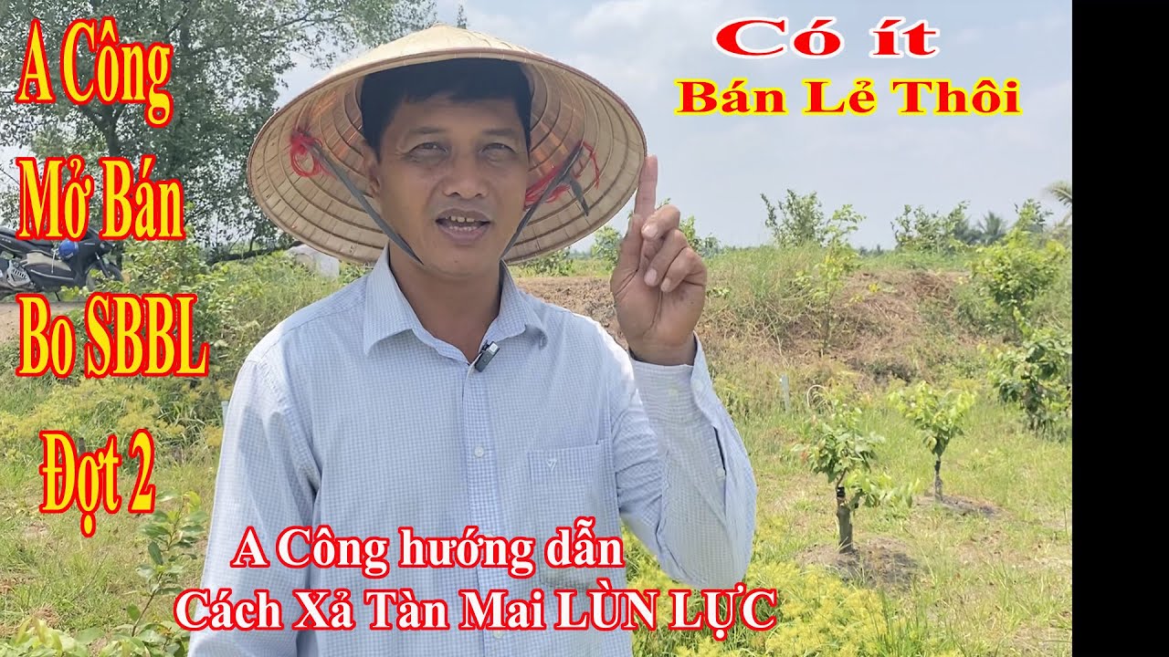 A Công mở bán bo SBBL đợt 2 va Chia sẻ cách Xả Tàn Mai Lùn Lực
