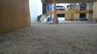 Slow motion cat attack