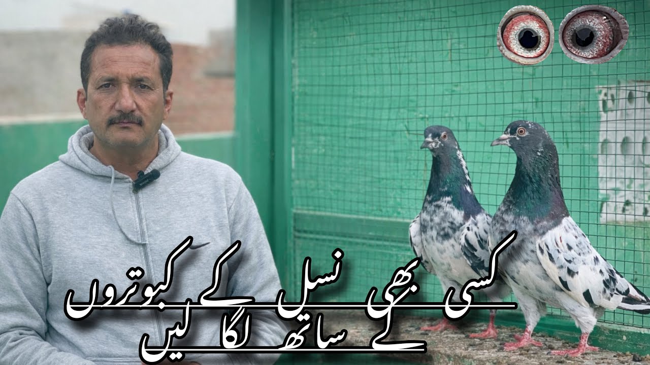 کسی بھی نسل کے کبوتروں کے ساتھ لگا لیں | 100% کام کریں گے مکمل راز