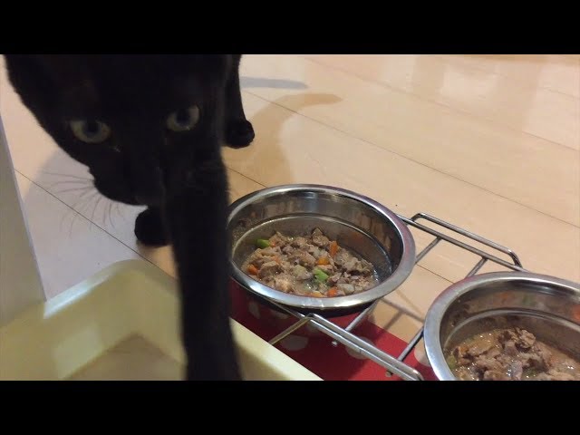 【猫の手作りごはん】好き嫌いが分かれたレバーご飯