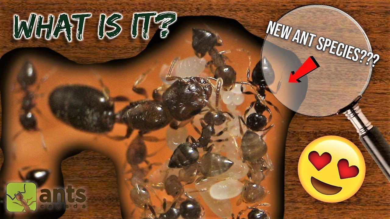 MY NEW ANT COLONY Could Be a NEW UNDISCOVERED SPECIES