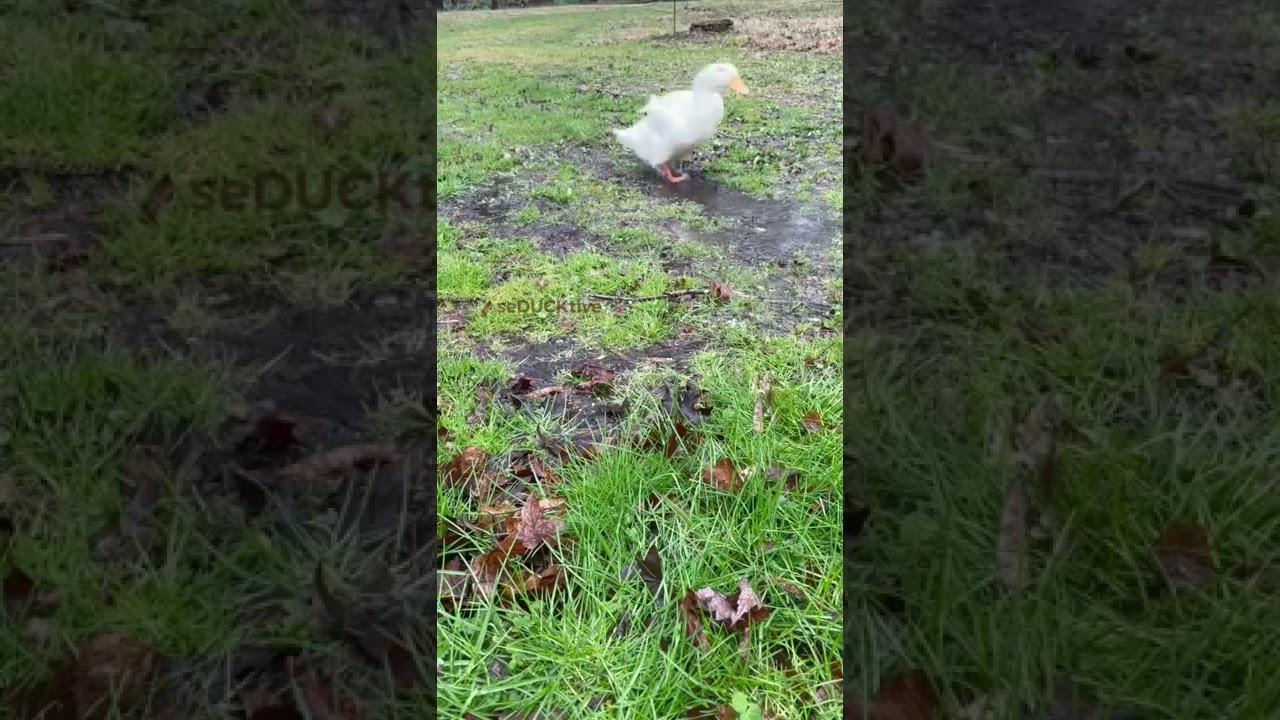 Serotonin Boost #14 (puddle duck asmr)