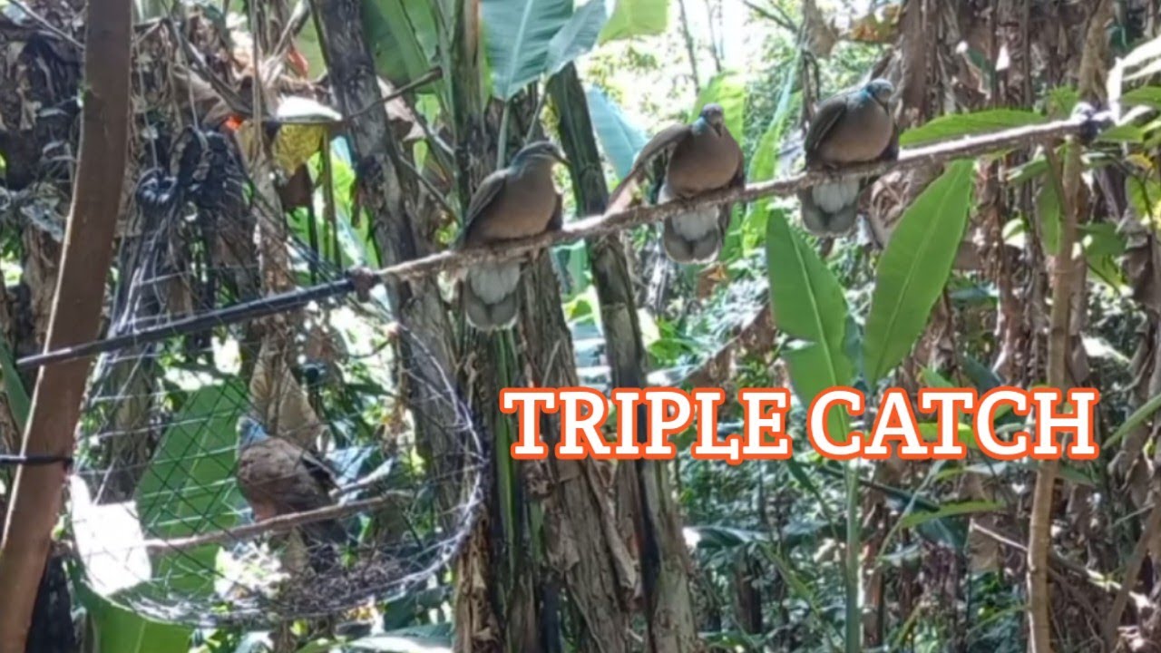 Tatlo ang huli ni SanSan | Alimokon Hunting