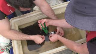 Rare video of endangered Maugean skate in Tasmania's Macquarie Harbour during scientific research by IMAS - Institute for Marine and Antarctic Studies 1,059 views 3 years ago 2 minutes, 37 seconds