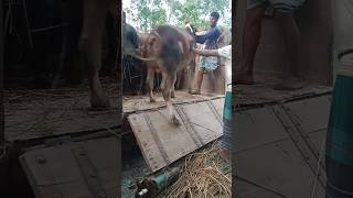 amazing cow loading #ট্রাক #কোরবানির_গরু