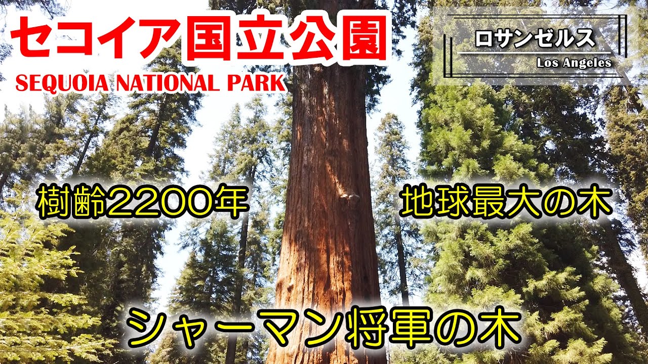 セコイア国立公園（最終日）。樹齢2200年、地球最大の木「ジェネラルシャーマンツリー」（シャーマン将軍の木）。今も成長し続ける圧巻の巨木 | General Sherman Tree