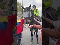 Spitfire The Police Horse At ArmyNavy Entertaining Its Fans Shorts Cute Spitfire The Police Horse At ArmyNavy Entertaining Its Fans Shorts Cute