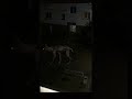 😱😱😱 Starnge thing recorded