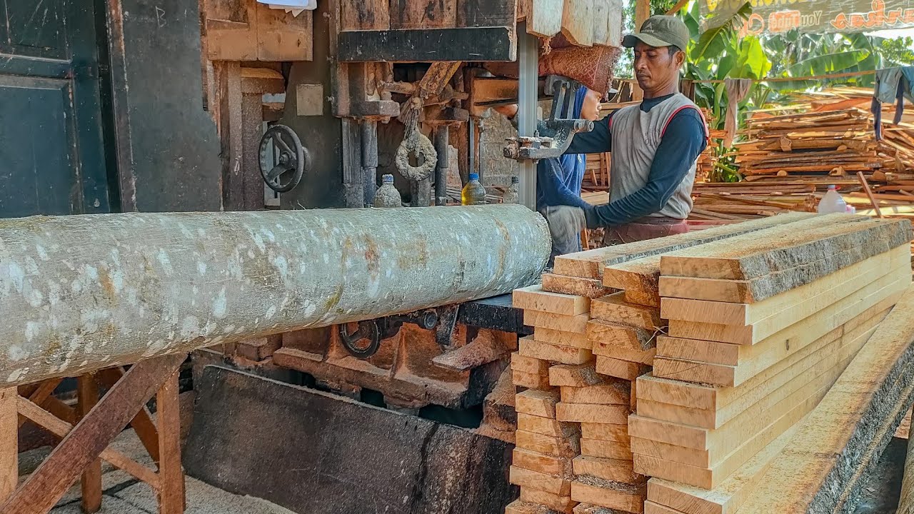 TERNYATA‼️😱😲Kayu Kenanga ini diburu para pengrajin Tongkat Pramuka yang teksturnya padat dan putih