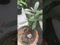 Arjun Tree Programing for Bonsai Update #arjun #bonsai #short