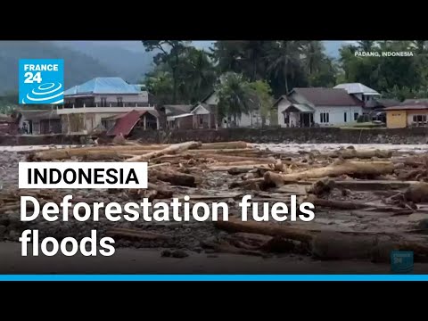 Deforestation fuels Indonesia floods • FRANCE 24 English