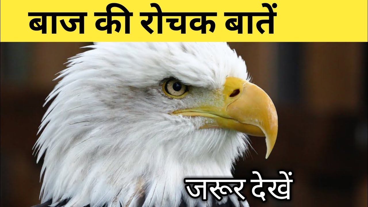 essay in hindi on eagle