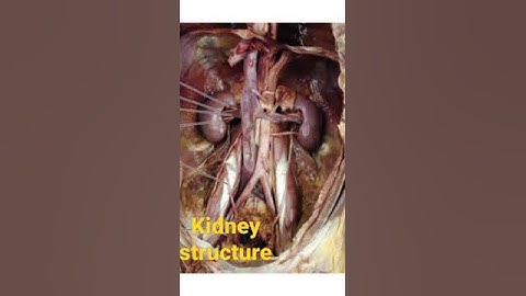 kidney structure#shorts
