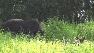 FREEDIO: "Black bear" royalty free HD stock video footage