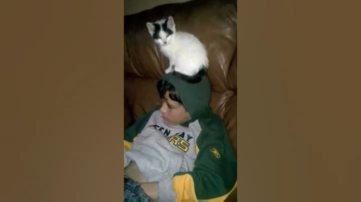 Cat on head