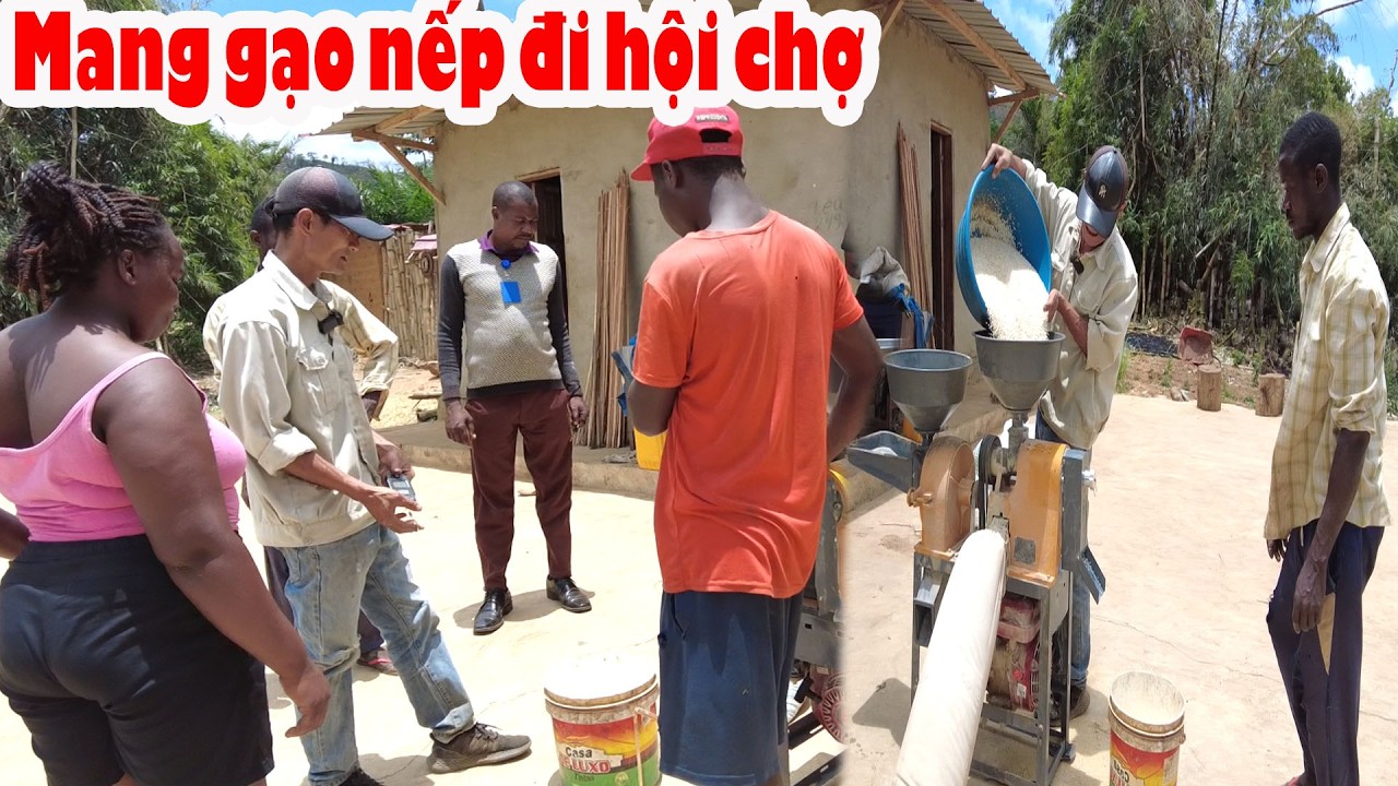 Tự hào gạo nếp được mang đến Hội Chợ lớn || Tony Phong cuộc sống Châu Phi