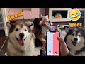 Testing Dog Translator App! Howling Alaskan Malamutes!!