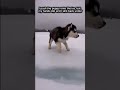 A dog stuck under the snow #animals #rescueefforts #bodycam #dog #wildliferescue