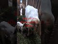 silangan garut 2 betina lahir lebih sehat #domba#kambing #goat #peternaksejahtera #shorts
