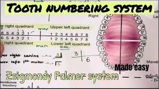 TOOTH NUMBERING SYSTEM || Zsigmondy Palmer system || Dental anatomy