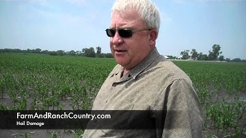 Hail Damage to Corn Field