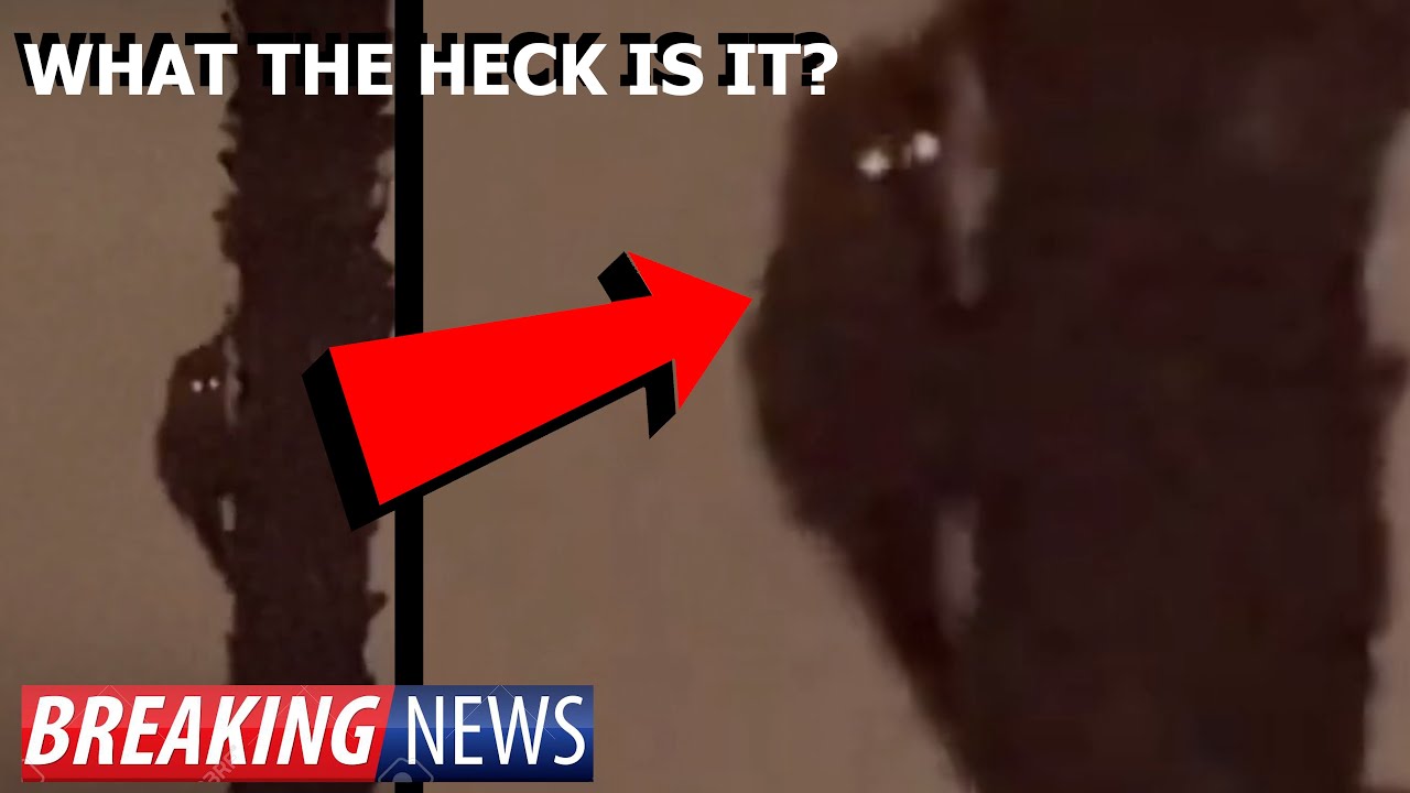 CRYPTID CAUGHT ON VIDEO? WHAT THE HECK IS IN THIS SCARY VIDEO! CRYPTID CAUGHT ON VIDEO? WHAT THE HECK IS IN THIS SCARY VIDEO!