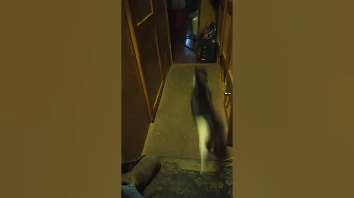 cat fetching